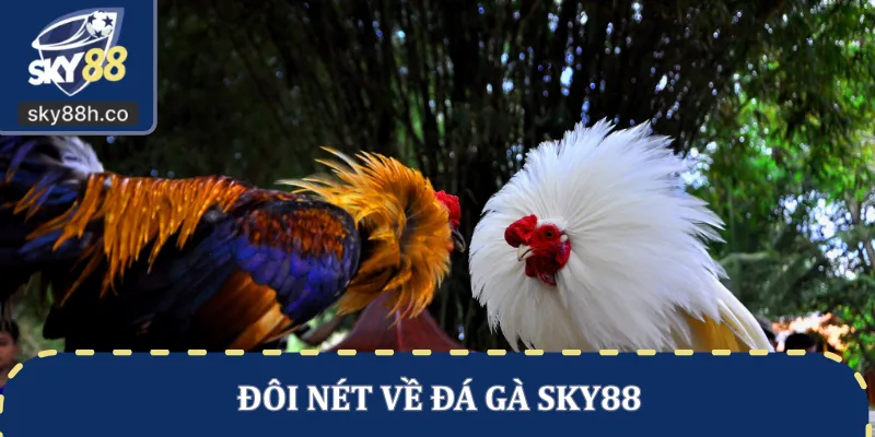 Đôi nét về đá gà SKY88